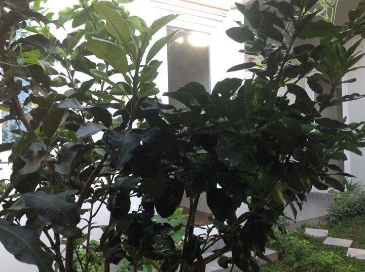 Manh Duyen Garden Homestay Phú Quốc Exterior foto